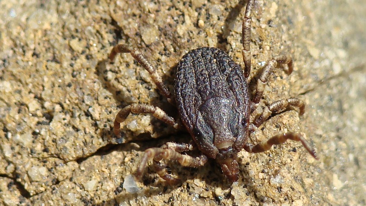 Kleszcze Hyalomma mogą być w Polsce.