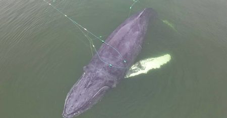 Wieloryb zaplątany sieć przy plaży w Międzyzdrojach
