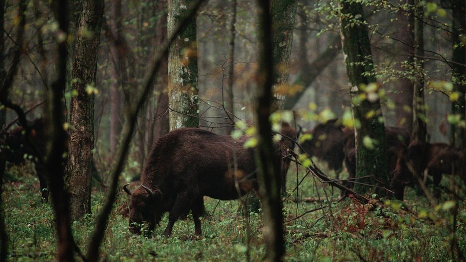 Żubry w Białowieży - zdjęcie poglądowe