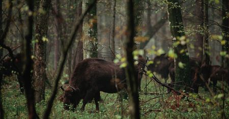 Żubry uciekły z rezerwatu. Leśnicy apelują, aby zachować ostrożność