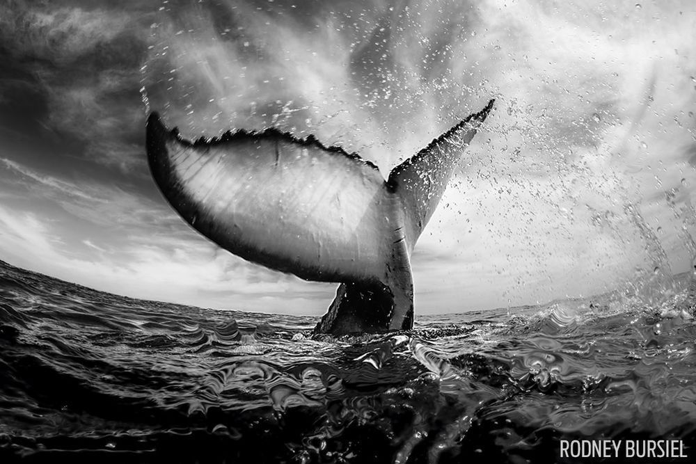Laureaci Underwater Photo Contest odkrywają przed nami ogrom piękna podwodnych głębin 3