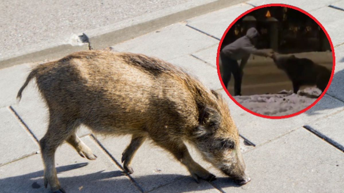 Zobaczył dzika i postanowił zrobić to
