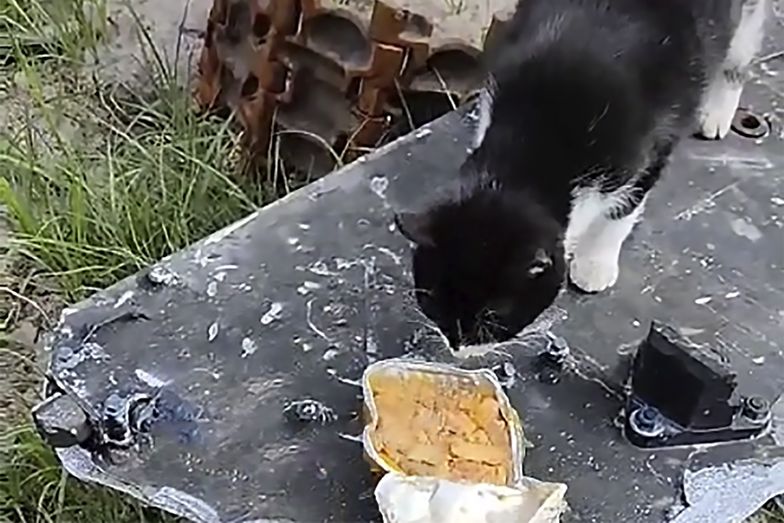 Pokazali rosyjską racją żywnościową. "Nawet koty nie chcą jeść tego szajsu"