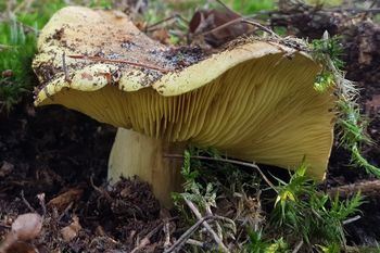 Doświadczeni grzybiarze go uwielbiają. Ma obłędny smak i przy smażeniu nie chłonie tłuszczu