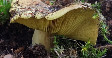 Doświadczeni grzybiarze go uwielbiają. Ma obłędny smak i przy smażeniu nie chłonie tłuszczu