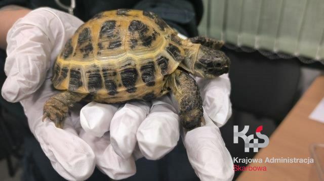  Żywy żółw stepowy – Testudo horsfieldii
Zatrzymanie dokonane przez Krajową Administrację Skarbową, IAS w Rzeszowie
