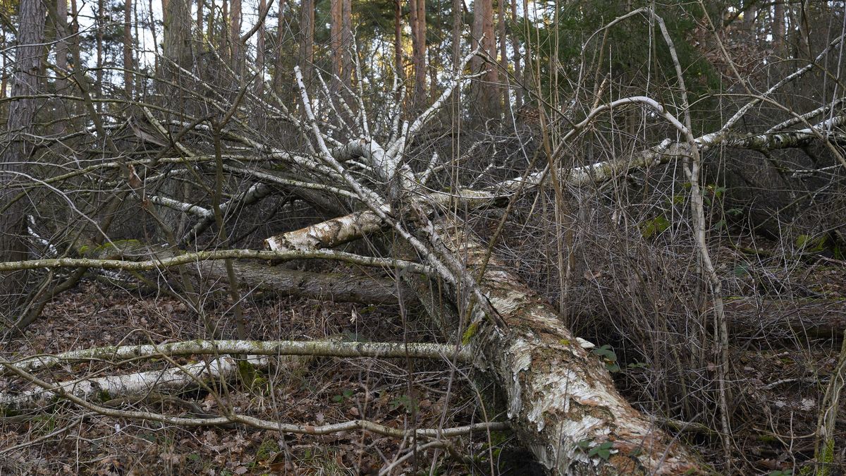 Potężny wiatr może łamać drzewa