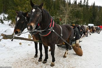 Decyzja ws. koni do Morskiego Oka