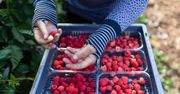Wsparcie dla producentów malin. Pierwsi rolnicy dostali już przelewy