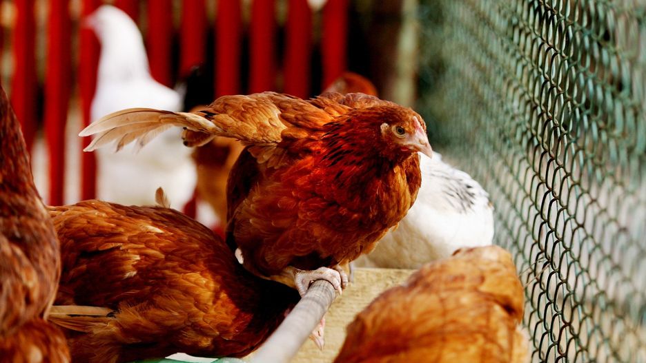 W 2025 roku w gospodarstwach komercyjnych stwierdzono 31 ognisk rzekomego pomoru drobiu, w których utrzymywano ponad 3,5 mln sztuk drobiu.