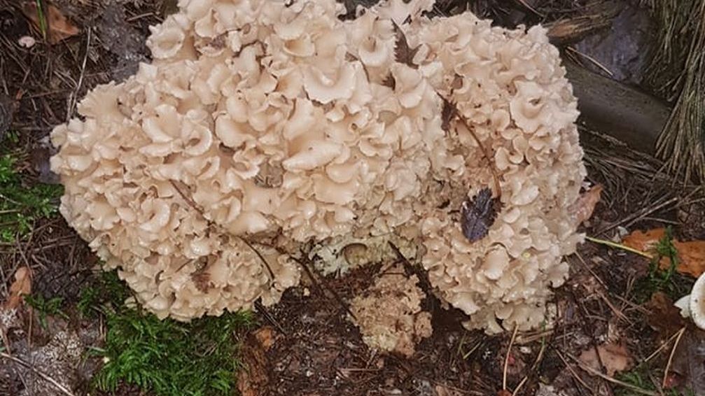 Kozia broda, pyszny grzyb do podsmażania na patelni. Nie każdy wie, że jest jadalny.