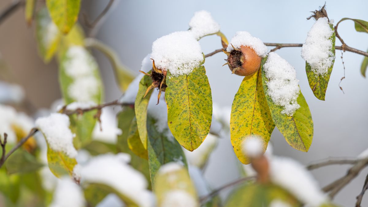 Nieszpułka to zapomniany owoc