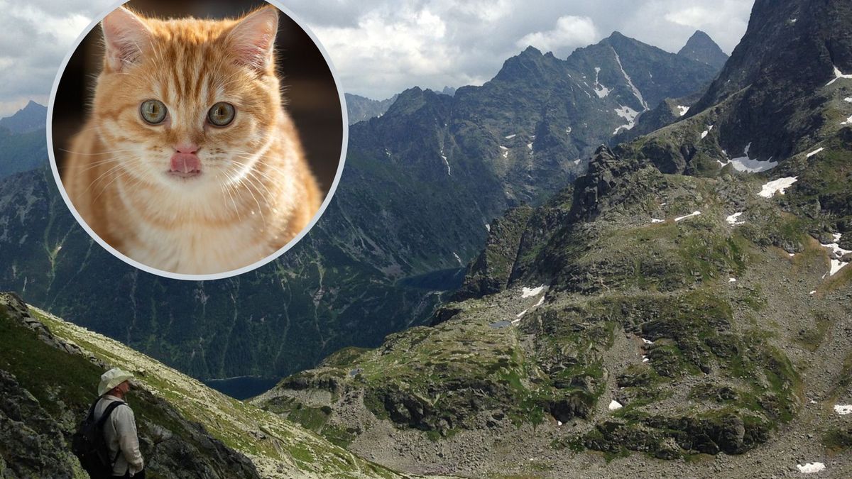 Rudy kot zamieszkał w schronisku na Rysach