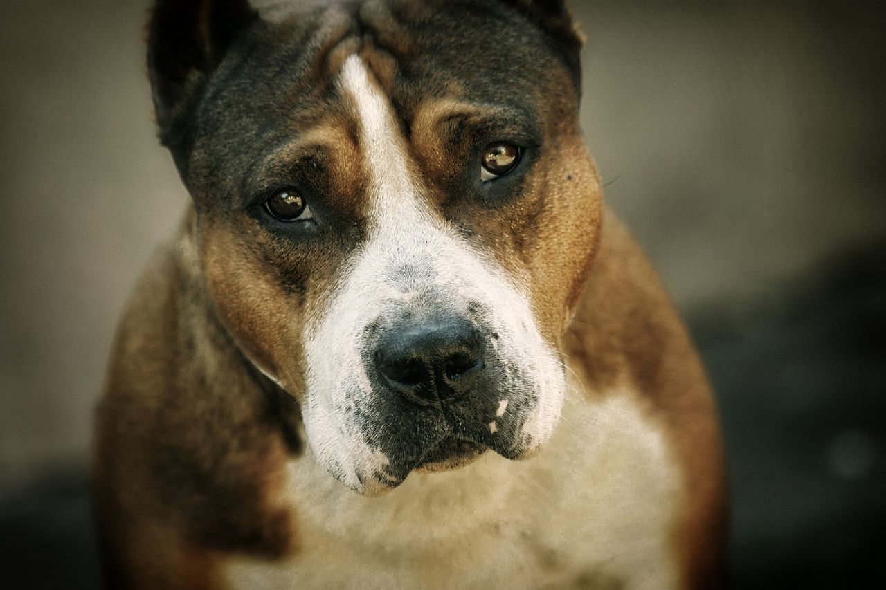 Nie zadzieraj z psem. Amstaff odgryzł mężczyźnie kawałek nosa