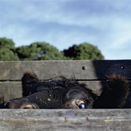 UENOS AIRES, ARGENTINA © ALESSANDRA SANGUINETTI/MAGNUM PHOTOS