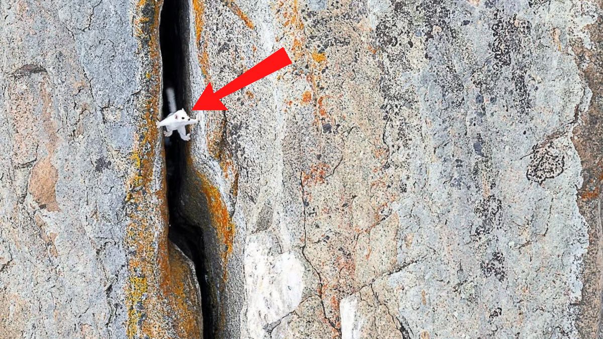 Łasica przyłapana podczas wspinaczki.