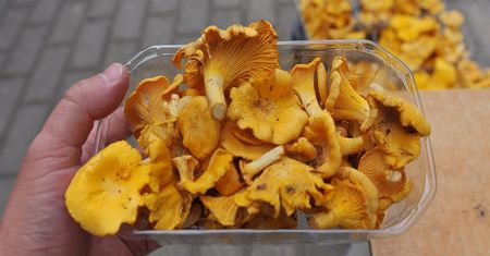Sprzedaje kurki przy drodze. Tyle kosztują te grzyby