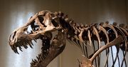 Dinozaury mięsożerne i roślinożerne. Sprawdźmy, co o nich wiesz