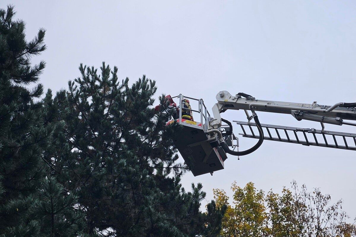 Akcja strażaków przy ul. Odlewniczej - kot na drzewie