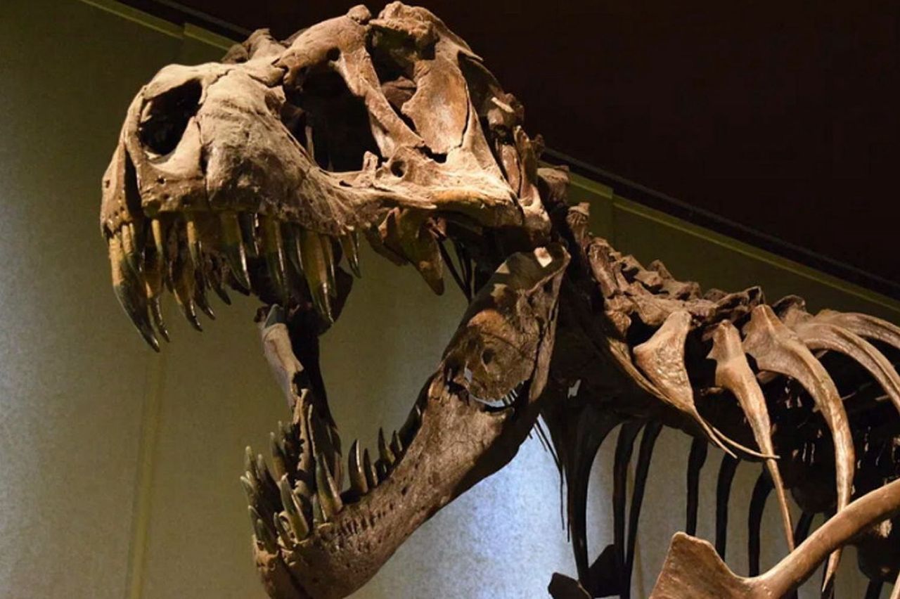 Nowe ustalenia dotyczące zagłady dinozaurów. Naukowcy mają teorię