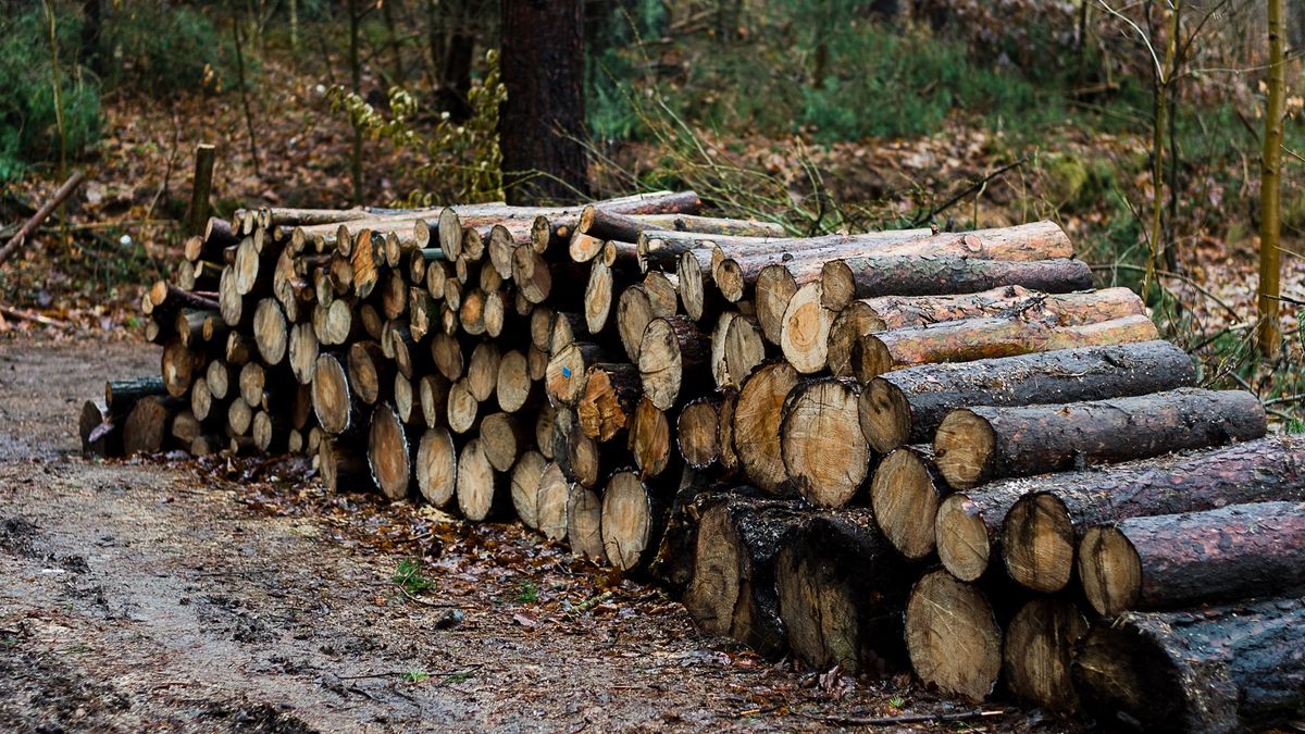 Drewno na wagę złota. Problem ten dotyka wielu państw