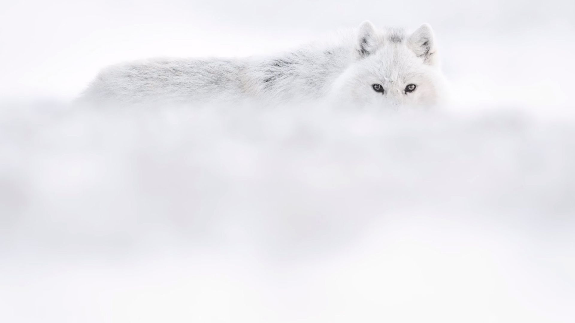 Vincent Munier pokazuje czym jest arktyczne piękno 4