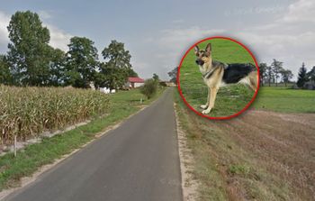 Cztery psy pogryzły mężczyznę. Nowe informacje o właścicielce