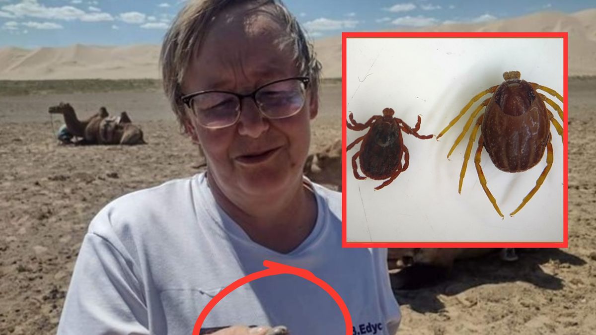 Te kleszcze zdecydowanie różnią się od rodzimych gatunków