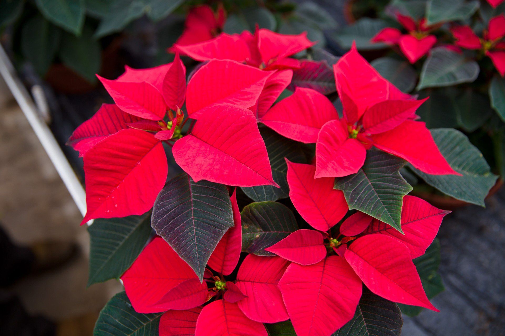 Czego gwiazda betlejemska bardzo nie lubi?