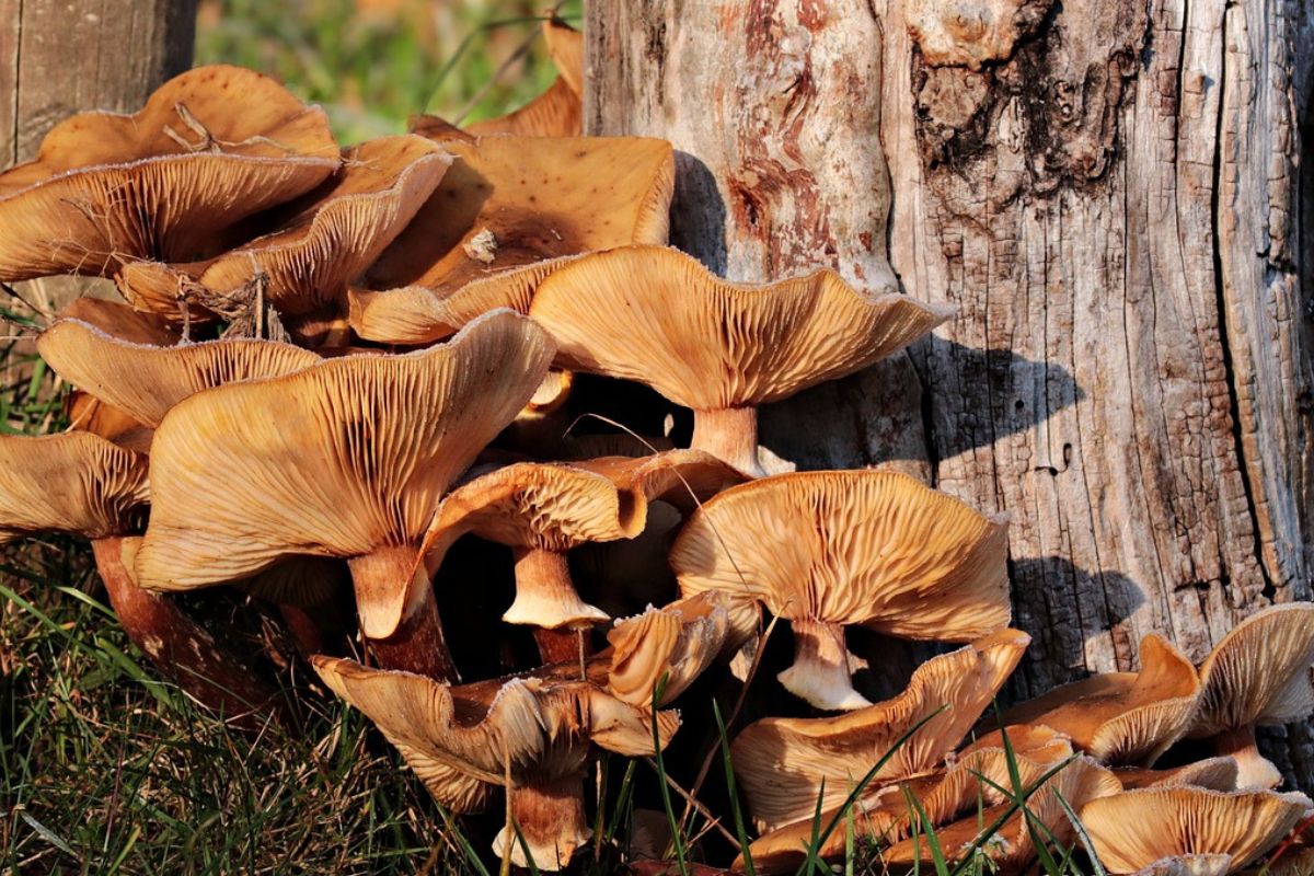 Pod tymi drzewami szukaj grzybów