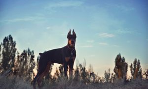 Agresywny doberman sieje spustoszenie? Mieszkańcy mówią "dość"