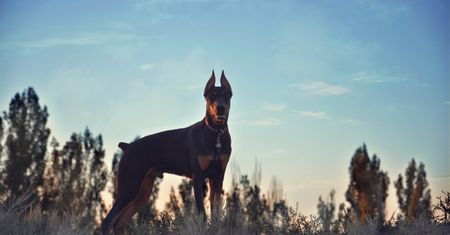 Agresywny doberman sieje spustoszenie? Mieszkańcy mówią "dość"