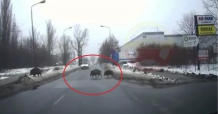 Dwa tysiące osobników. To miasto zalały dziki