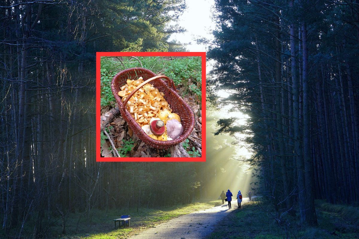13 czerwca wszedł do lasu. To nie fatamorgana. Zapełnił pół koszyka