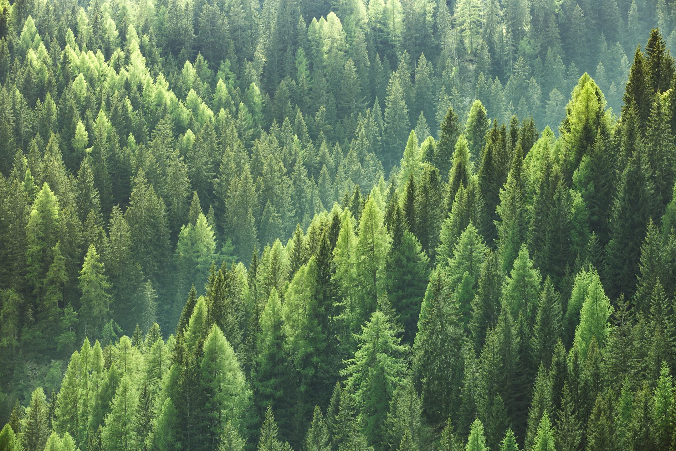 Healthy green trees in a forest of old spruce, fir and pine trees in wilderness of a national park. Sustainable industry, ecosystem and healthy environment concepts and background.
forest, tree, spruce, pine, green, sustainable, sustainability, woodland, ecosystem, texture, agriculture, vegetation, environment, healthy, sunlight, dense, canopy, evergreen, fir, woods, biomass, industry, lumber, timber, treetop, trunk, top, grow, park, forestry, bird, nature, natural, wilderness, terrain, outdoor, colorful, hardwood, from above, bird view, lush, vivid, sun, morning, eco-friendly, silence, concept, background, backdrop, copy space
