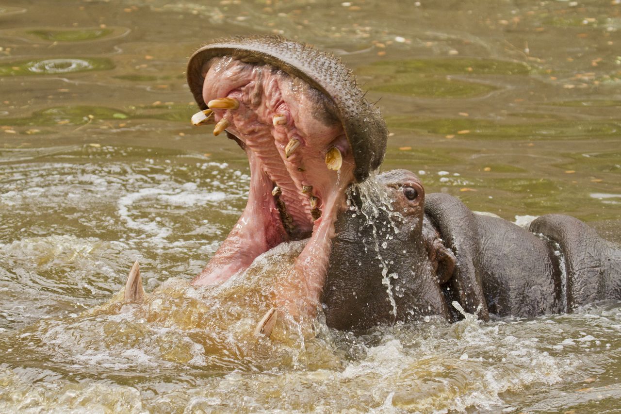 Hippos' hidden talent: "Flying" while running despite being unable to swim