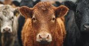 Nagły zwrot w handlu. Chiny ponownie blokują import irlandzkiej wołowiny