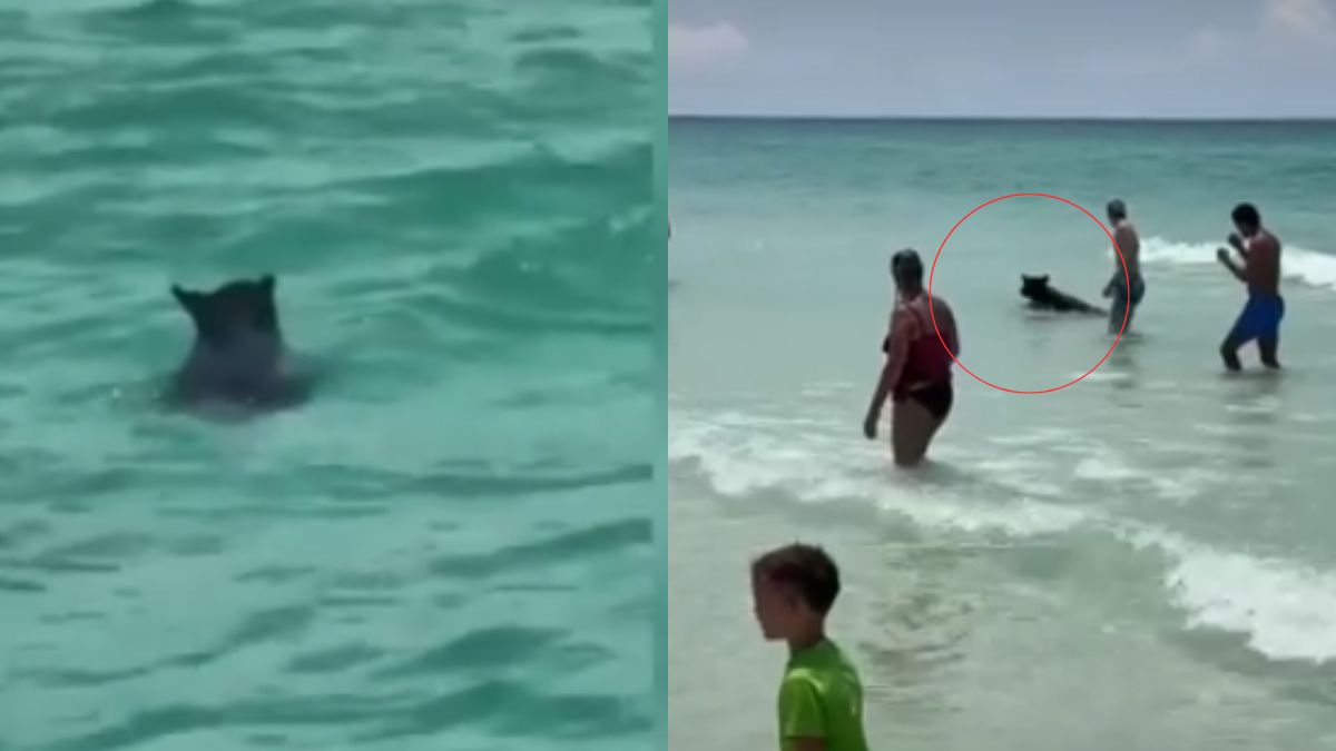 Fot. YouTube/Chris Barron 