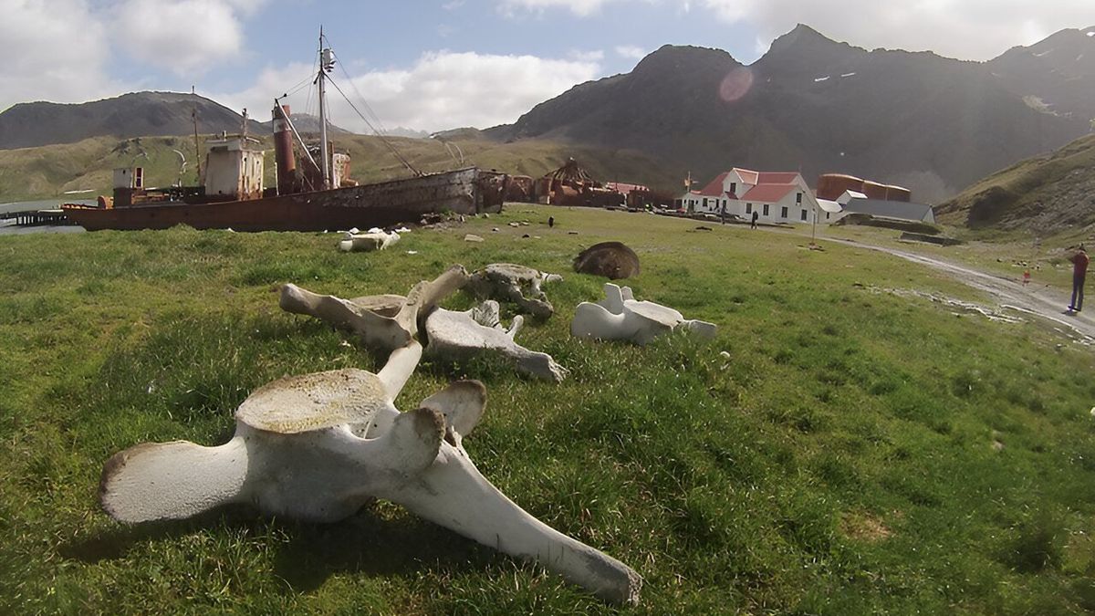 Kości wielorybów pomogły badaczom dowieść, że polowania na te zwierzęta są zgubne w skutkach