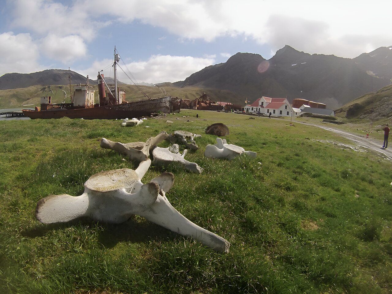 Whale bones helped researchers prove that hunting these animals is disastrous in its consequences.