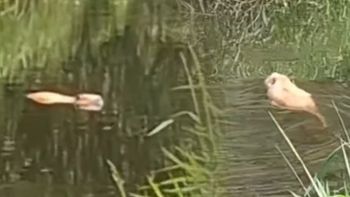 To obcy i inwazyjny gatunek. "Wygląda całkiem sympatycznie"