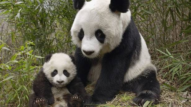 Zwierzęta jako fabryka leków. Gdy nauka zderza się z zabobonem 1