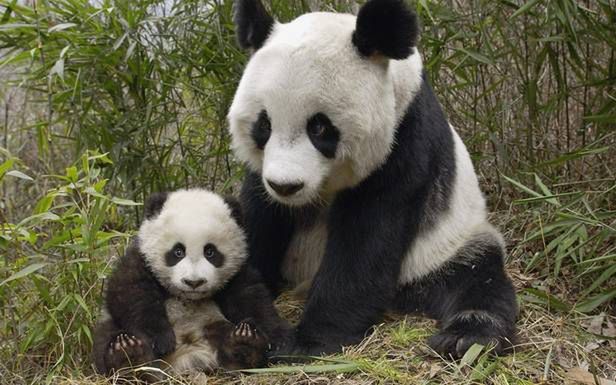 Panda wielka wie, jak bronić się przed infekcjami