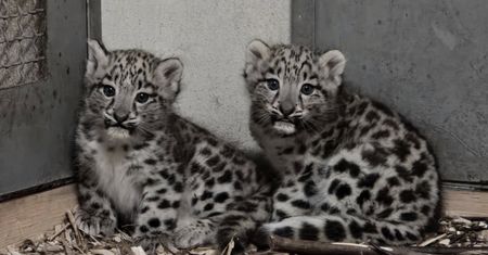 Są "niezwykle rzadkie", urodziły się w Polsce. Wzruszający widok w zoo