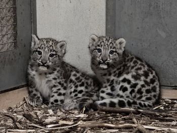 Są "niezwykle rzadkie", urodziły się w Polsce. Wzruszający widok w zoo
