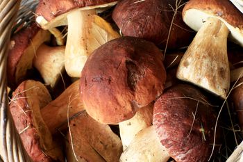 Inowrocław: Na Targowisku Miejskim coraz więcej grzybów