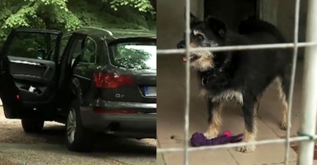 Bezmyślni Niemcy zostawili psa w aucie! Umarł z gorąca