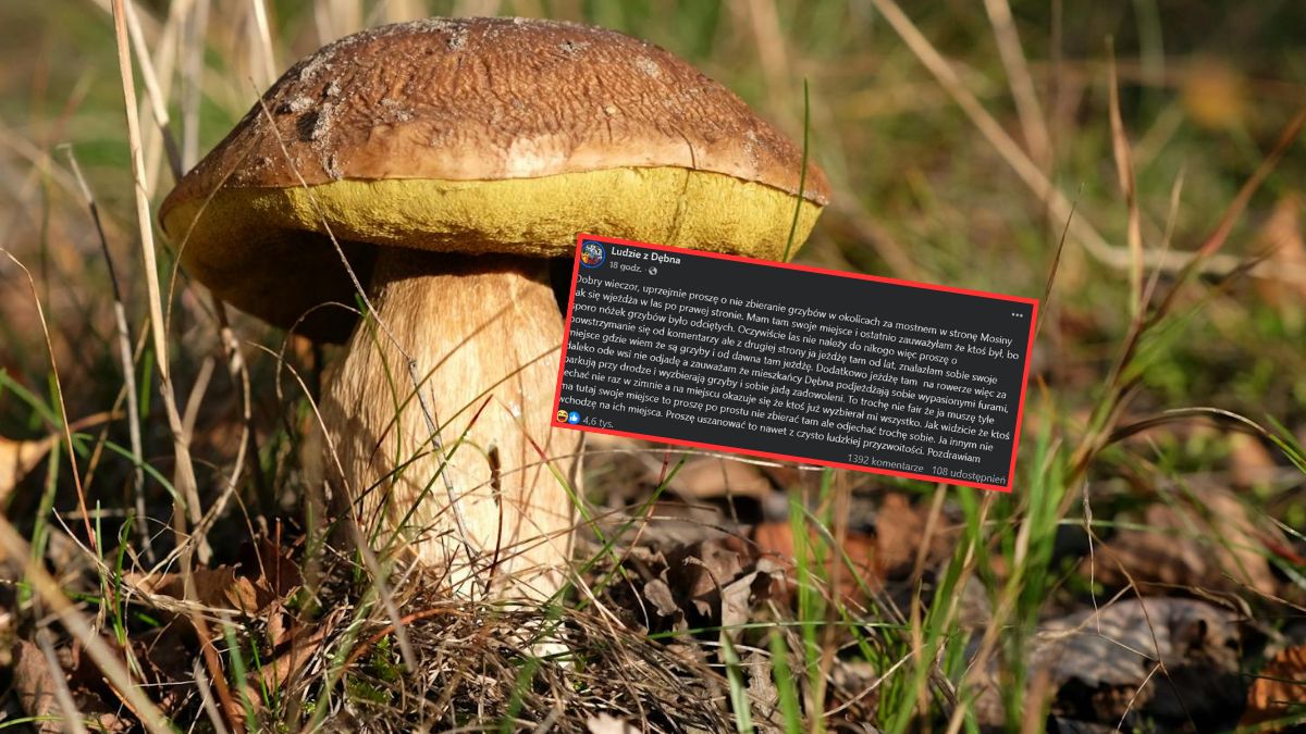 Rezerwacja miejsca w lesie wywołała burzę komentarzy