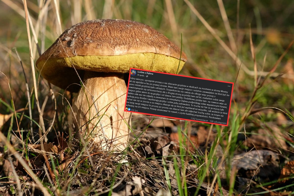 Poszła do lasu na grzyby. Przeżyła szok. "Ktoś wyzbierał mi wszystko"