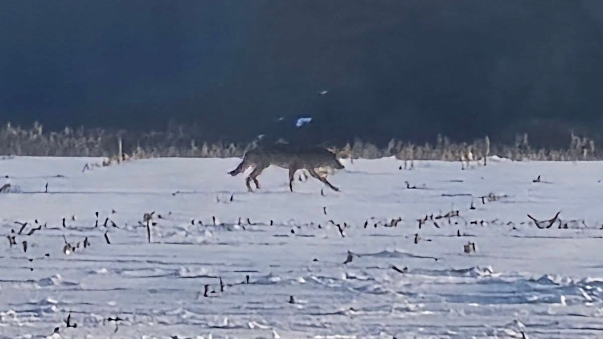 Samotny wędrowiec spod Tarczyna